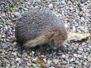 Igel im Garten
