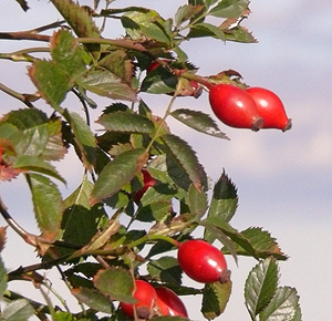 Hagebutte