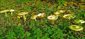 Pilze