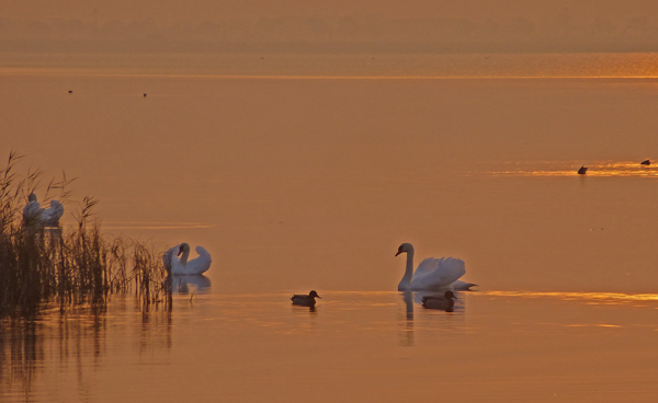 Schwäne am Bodden