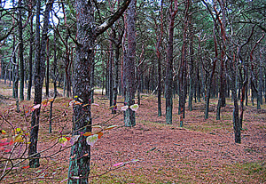 Kiefernwald ander Schaabe