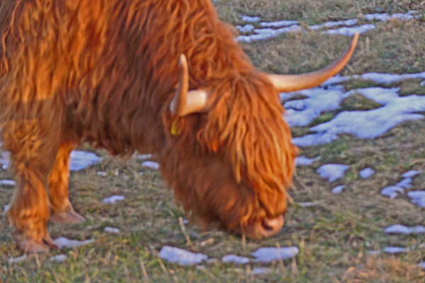 Rinder in Neuenkirchen