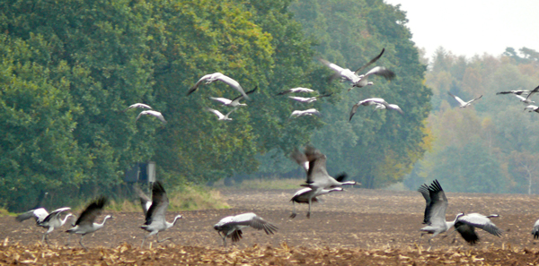 Die Kraniche im Herbst